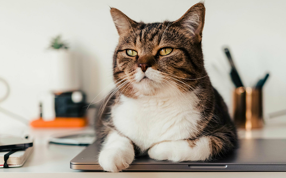 Hybrid Working Katze auf Notebook